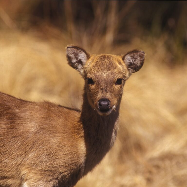 Chinese water deer grass