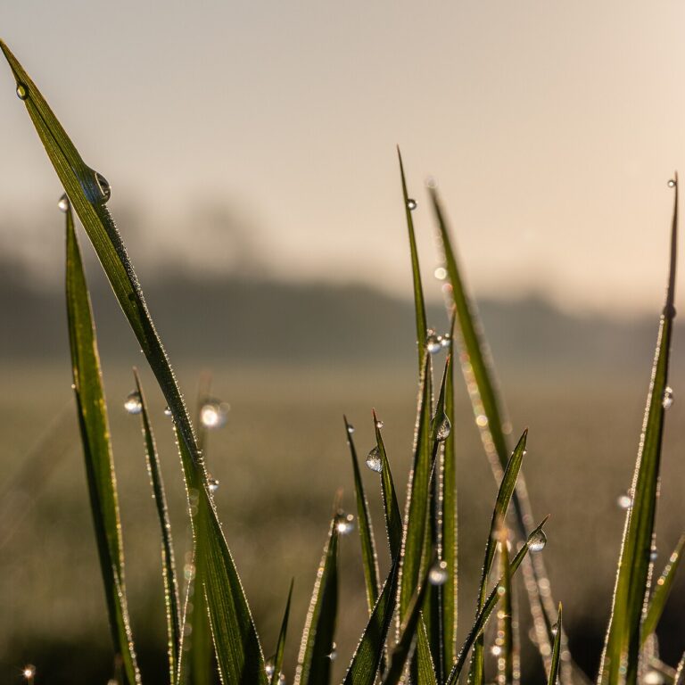 Dew drops hanging from the tips of grass blades at dawn