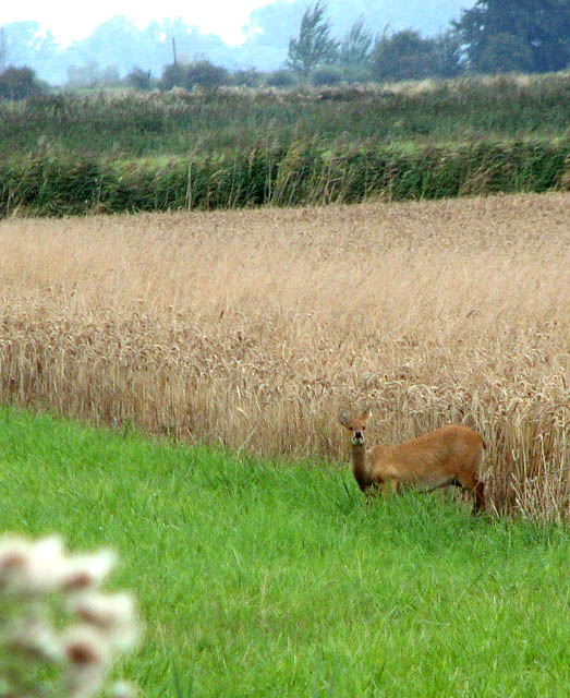 A water deer stepping out of a wheat field